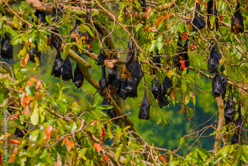 close-up hanging Mariana fruit bat (Pteropus mariannus) photo