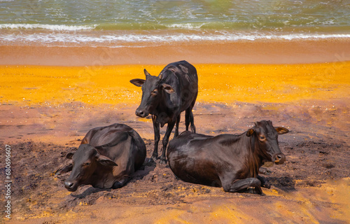 Cows on beach Sri Lanka