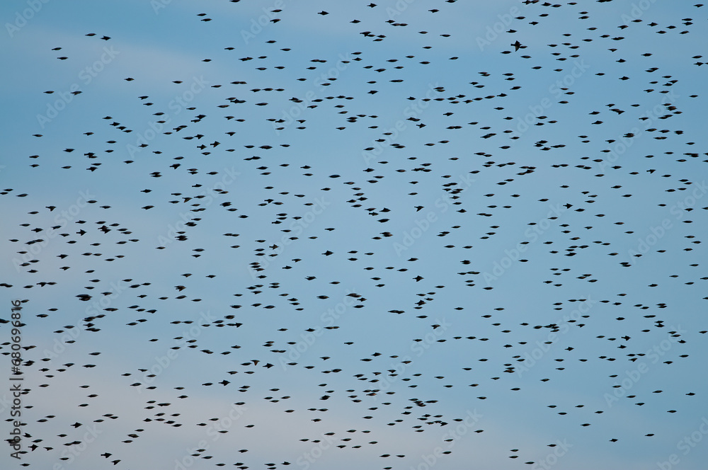 Common Starling (Sturnus vulgaris) flock before roosting in the evening. Common Starling (Sturnus vulgaris) flock before roosting in the evening.
