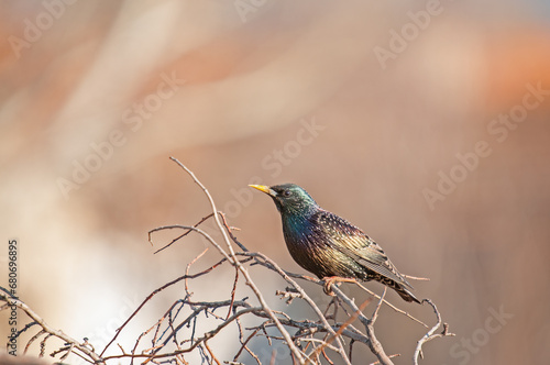 Common Starling (Sturnus vulgaris) perched on a branch.