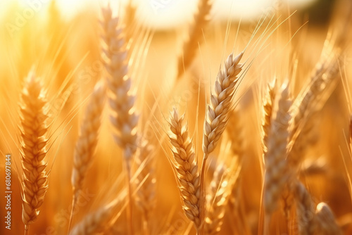 Ripe cereal grains in field. Wheat field. Rural Scenery under Shining Sunlight.