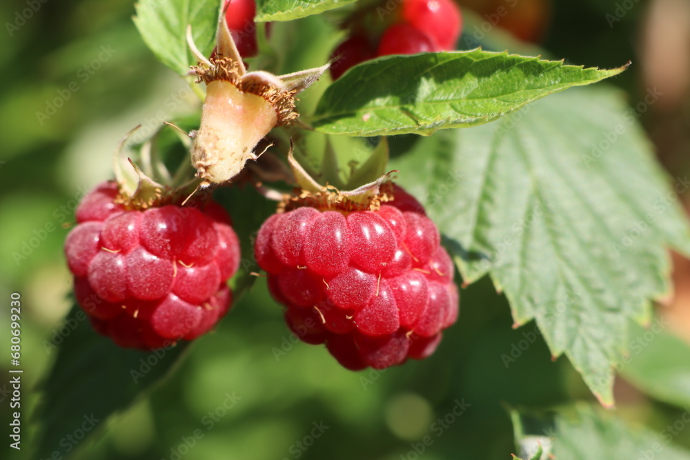 Two ripe raspberries hanging on a bush among green leaves, one raspberry was eaten Two ripe raspberries hanging on a bush among green leaves, one raspberry was eaten
