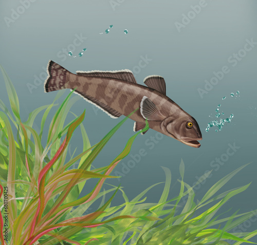 illustration d'un poisson légine australe   qui nage dans l'eau limpide avec des algues photo