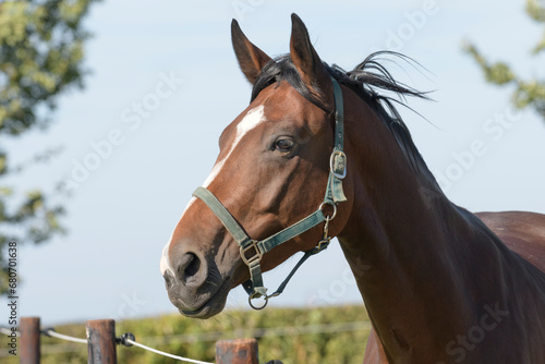 Fototapeta Naklejka Na Ścianę i Meble -  Portrait of a beautiful young brown horse. Close-up