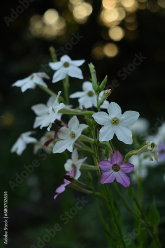 Jasmine tobacco blooming flowers on bokeh garden background  bokeh lights  by manual Helios lens.