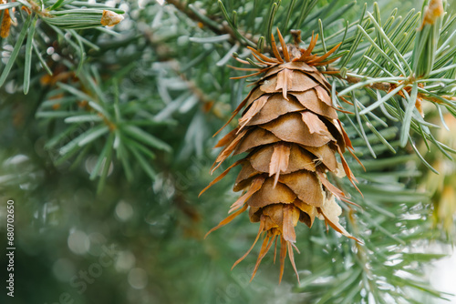 Bright brown dry cone on the branch of Rocky Mountain Douglas-fir. Old shoots in spring or summer of Pseudotsuga menziesii. Conifer cone. Natural beauty. Soft focus. Seasonal wallpaper for design