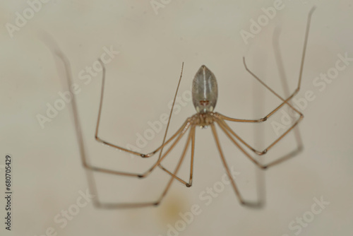 House spider hanging on the wall