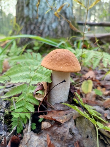Boletus in the forest among fallen leaves and ferns. Mushroom background