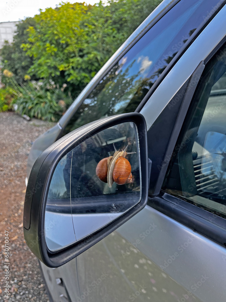 Snail in the car mirror.