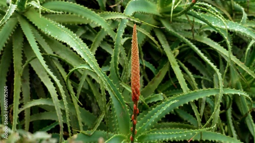 Wallpaper Mural Beautiful red flower bud of Aloe arborescens flowering succulent plant In bloom close up Torontodigital.ca