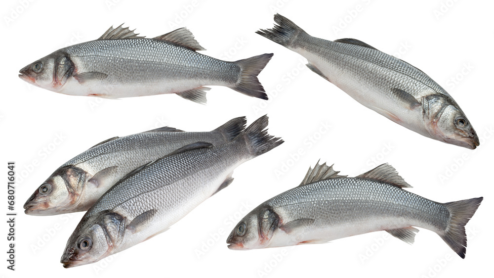 Seabass isolated on white background, full depth of field Seabass isolated on white background, full depth of field