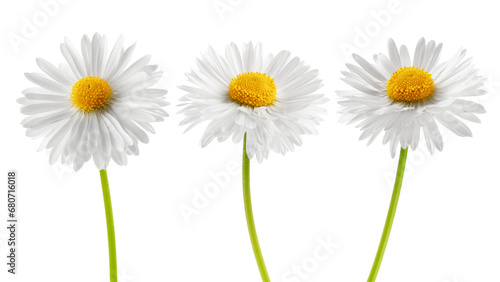 chamomile isolated on white background, full depth of field #680716018