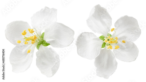 Apple flower isolated on white background, full depth of field