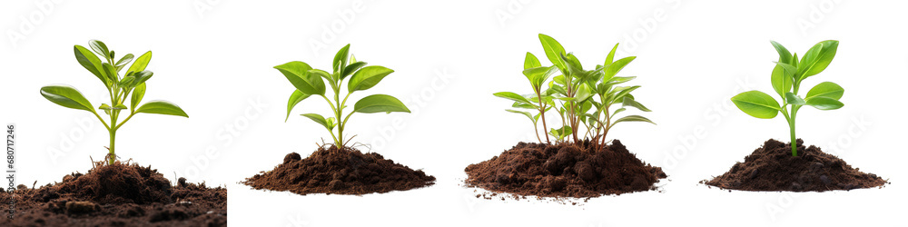 Young green plant growing from soil Hyperrealistic Highly Detailed Isolated On Transparent Background Png File - obrazy, fototapety, plakaty 