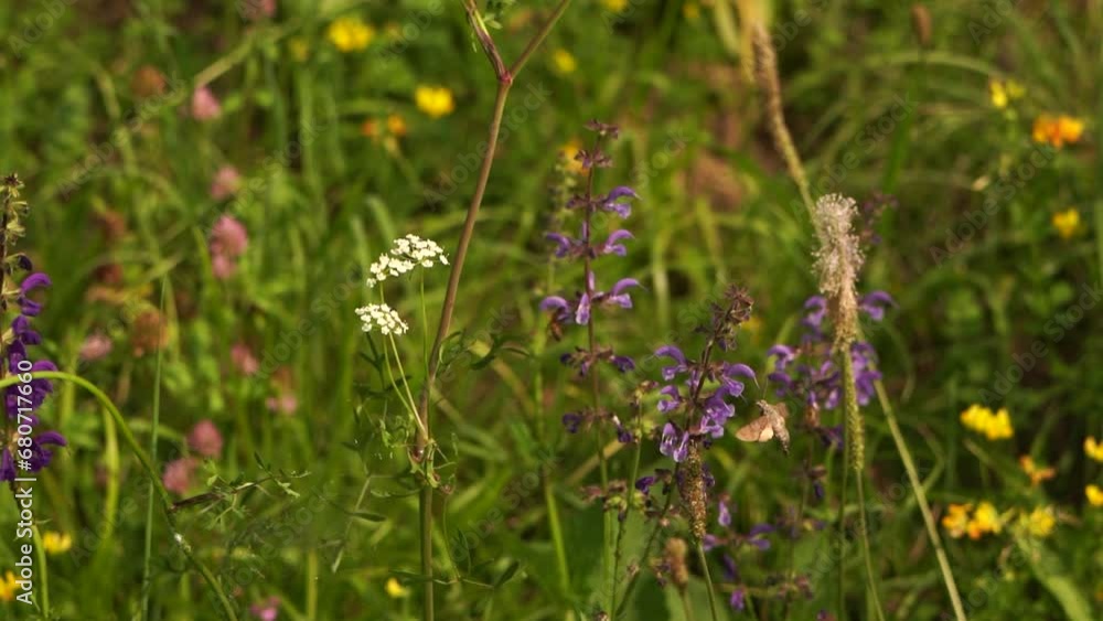 A flower meadow with flying butterflies in the summer - slow motion A flower meadow with flying butterflies in the summer - slow motion