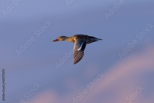 Female Northern Shoveler in beautiful light, seen in the wild in North California