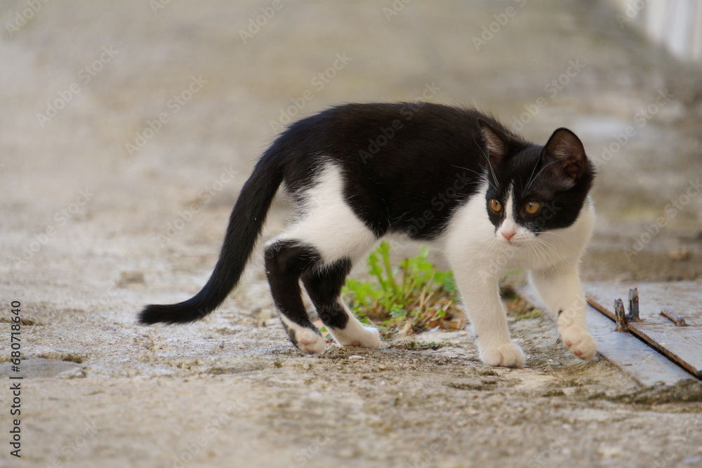 Black and white cat found in Mostar Black and white cat found in Mostar