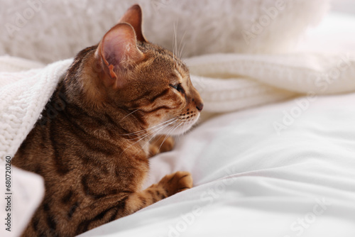 Cute Bengal cat lying on bed at home, closeup and space for text. Adorable pet