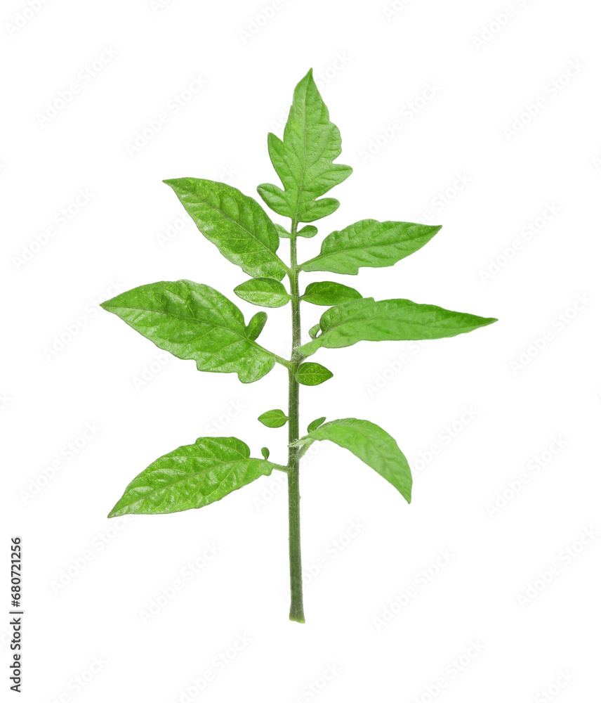 Branch of tomato plant with leaves isolated on white