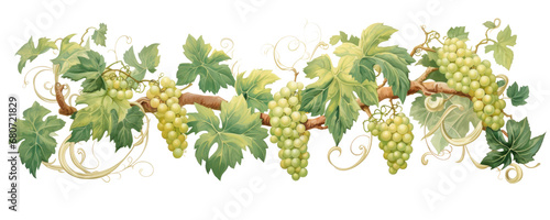 Green grapes on a grapevine, transparent background (PNG)