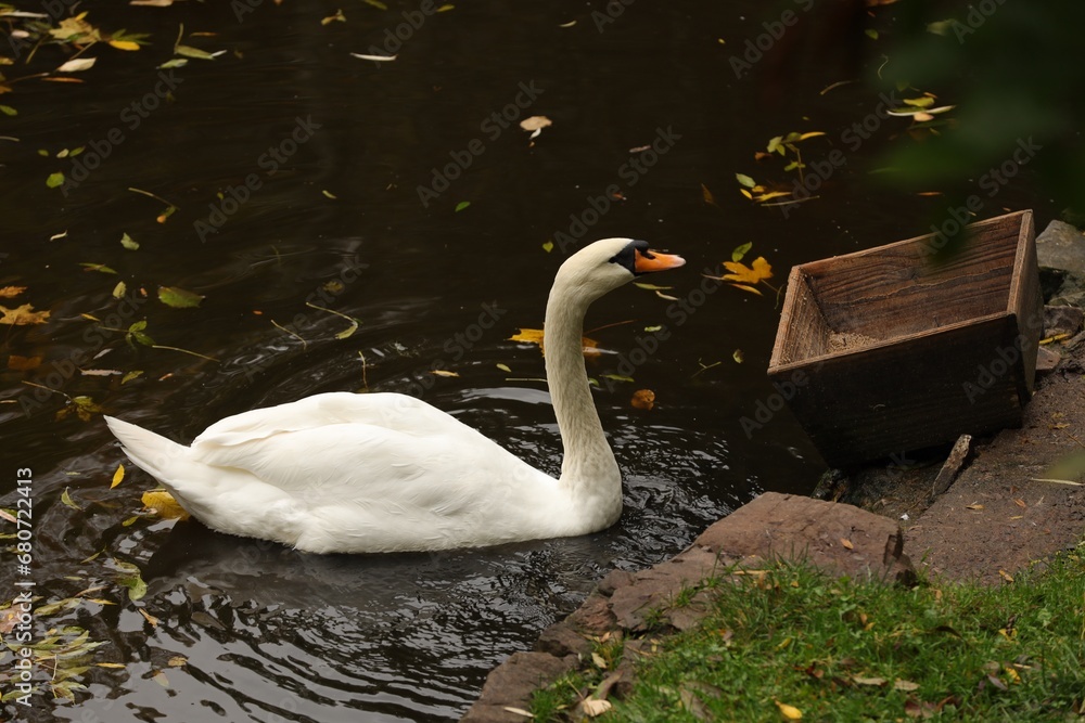 Naklejka premium Beautiful swan and fallen yellow leaves in lake