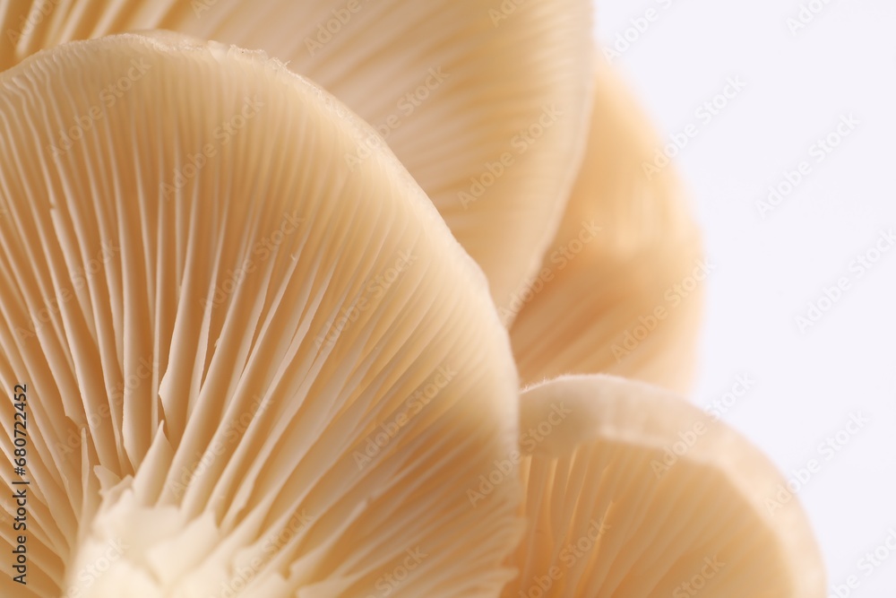 Fresh oyster mushrooms on white background, macro view Fresh oyster mushrooms on white background, macro view