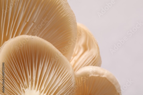 Fresh oyster mushrooms on light background, macro view