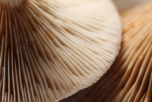 Raw forest mushrooms as background, macro view