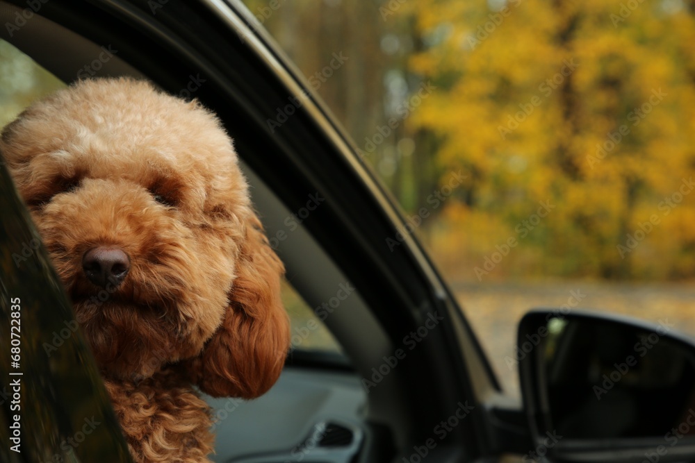 Cute dog inside black car, view from outside. Space for text Cute dog inside black car, view from outside. Space for text