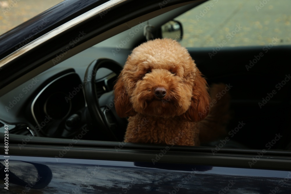 Cute dog inside black car, view from outside Cute dog inside black car, view from outside
