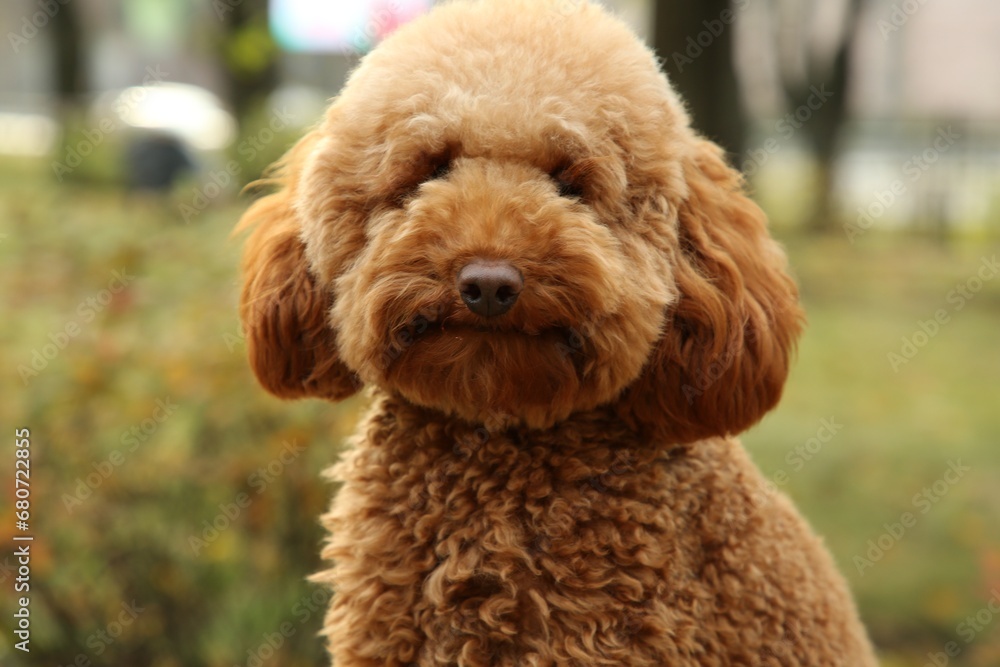 Cute dog in autumn park, closeup view