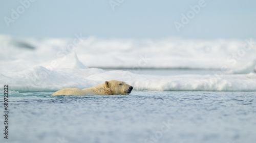 Polar bear (Ursus maritimus) swimming in icy water, Svalbard, Norway