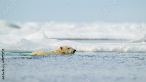 Obraz na płótnie Polar bear (Ursus maritimus) swimming in icy water, Svalbard, Norway w salonie