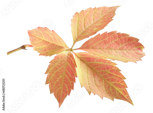 Autumn season. Bright leaf isolated on white