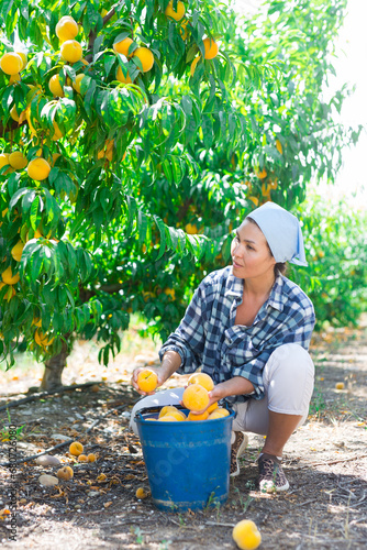 Focused Asian woman farm worker harvesting ripe peaches in summer fruit garden ..