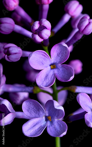 lilac flower growing on a black background