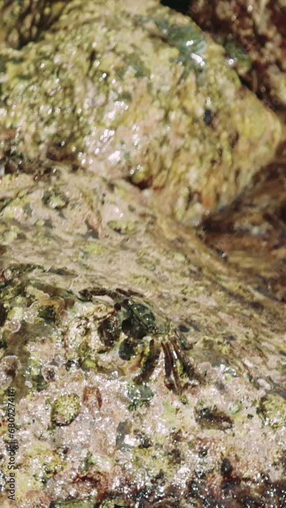 In a shallow rock pool, water ripples gently over a rock surface. A small crab navigates the rock terrain. Rock formations create a natural habitat, perfect for marine life. In a shallow rock pool, water ripples gently over a rock surface. A small crab navigates the rock terrain. Rock formations create a natural habitat, perfect for marine life.