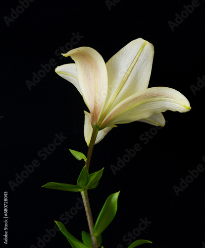 Fototapeta Naklejka Na Ścianę i Meble -  lily flower growing on a black background