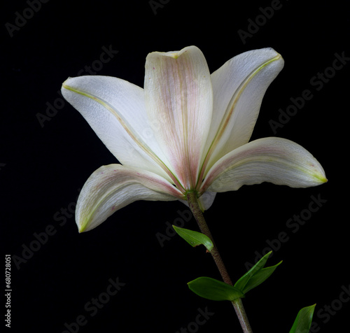 lily flower growing on a black background