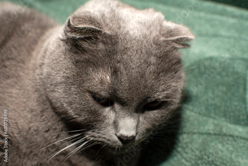 Portrait of British Shorthair cat