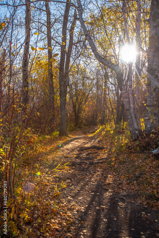 Obraz premium autumn forest in the morning