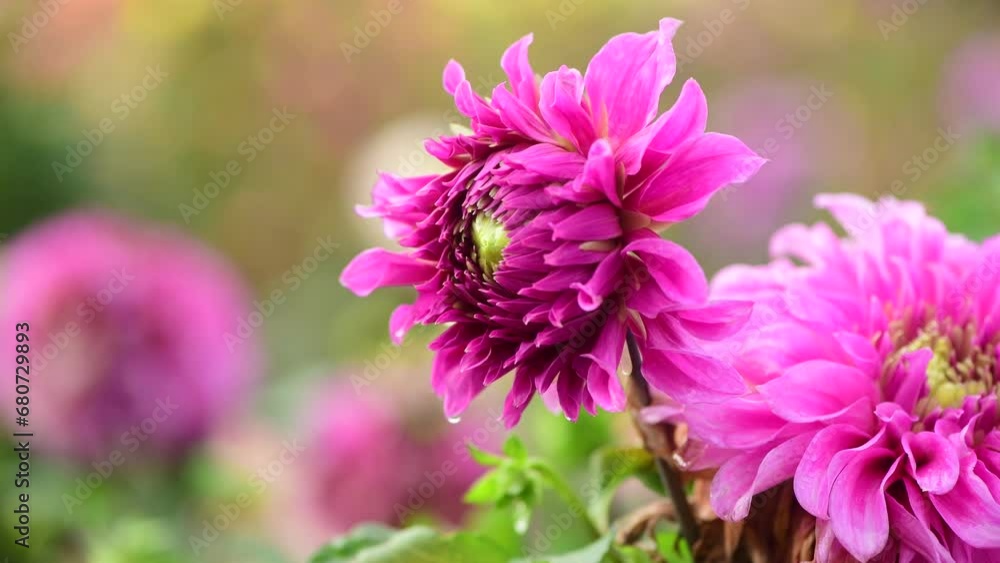 beautiful multi-colored aster flowers close-up macro 4k video autumn nature beautiful multi-colored aster flowers close-up macro 4k video autumn nature