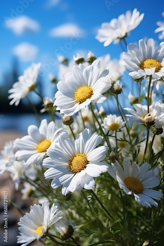 Beautiful spring summer natural floral background with daisy flowers in front of bright blue sky with white clouds on nature