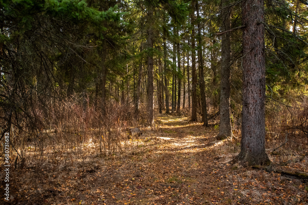 Fototapeta premium path in the woods