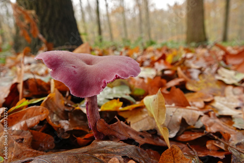 Closeup on the small brightly purple colored and edible amethyst deceiver mushroom, Laccaria amethystina on the forest floor photo