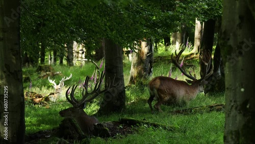 male deer in a forest video photo