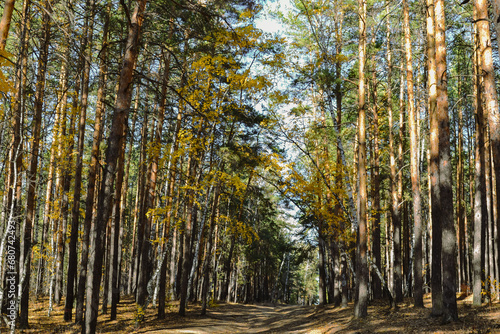 Fototapeta Naklejka Na Ścianę i Meble -  Many trees in a dense thicket of a mixed autumn forest on a sunny day