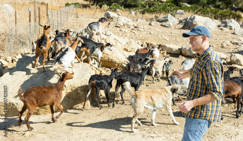 Tableau sur toile Focused adult breeder watching herd of domestic goats walking to feedlot in moun