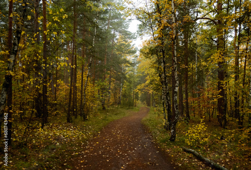 A path deep in the dense autumn forest in the morning
