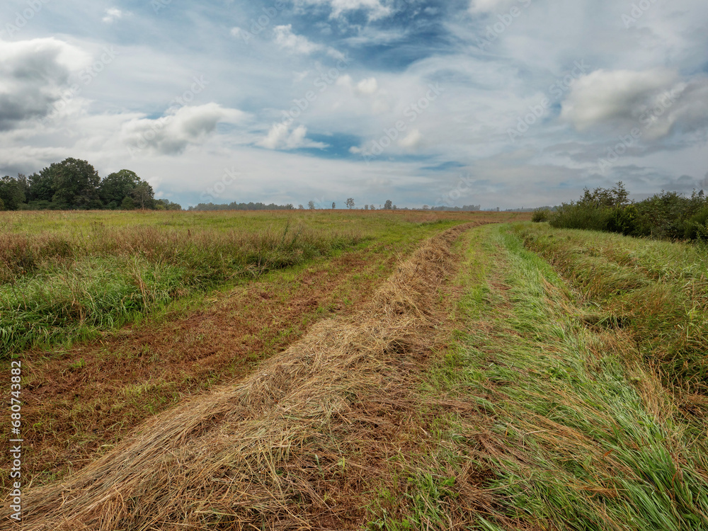 Fototapeta premium Line of freshly cut grass in a farm field, beautiful cloudy sky. Agriculture industry. Country side area. Nature background with forest. Harvesting season and preparation for winter.